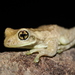 Golden-eyed Tree Frogs - Photo (c) Eber Barraza, some rights reserved (CC BY-NC), uploaded by Eber Barraza