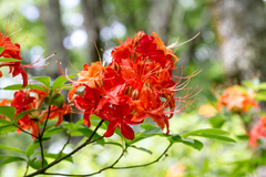 Rhododendron cumberlandense