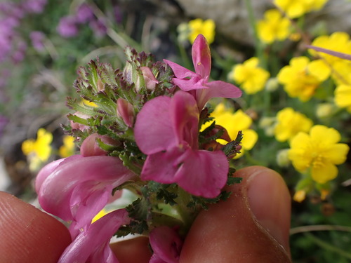Image of Tufted Lousewort (Pedicularis gyroflexa) by (c) Franck Cabot, some rights reserved (CC BY)