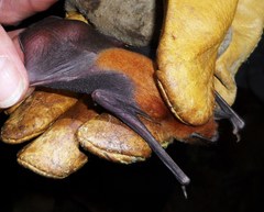 Pteronotus personatus