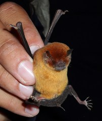 Pteronotus personatus