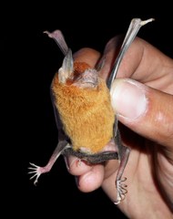 Pteronotus personatus