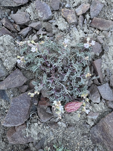 Image of Astragalus whitneyi by no rights reserved