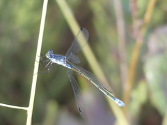 Lestes macrostigma