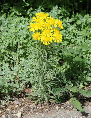 Hymenoxys subintegra