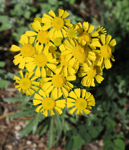 Hymenoxys subintegra, photograph 2
