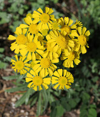 Hymenoxys subintegra, photograph (c) Wendy McCrady, some rights reserved (CC BY)