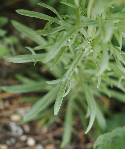 Hymenoxys subintegra, photograph 4