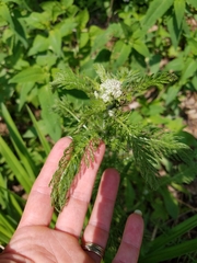 Achillea millefolium