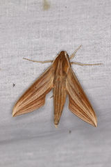 Xylophanes neoptolemus