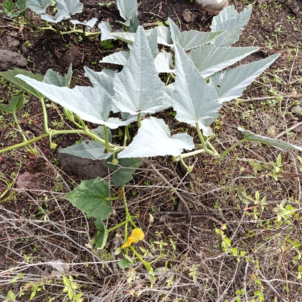Buffalo Gourd from Villas del Cimatario, Santiago de Querétaro, Qro ...