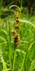 Carex stipata