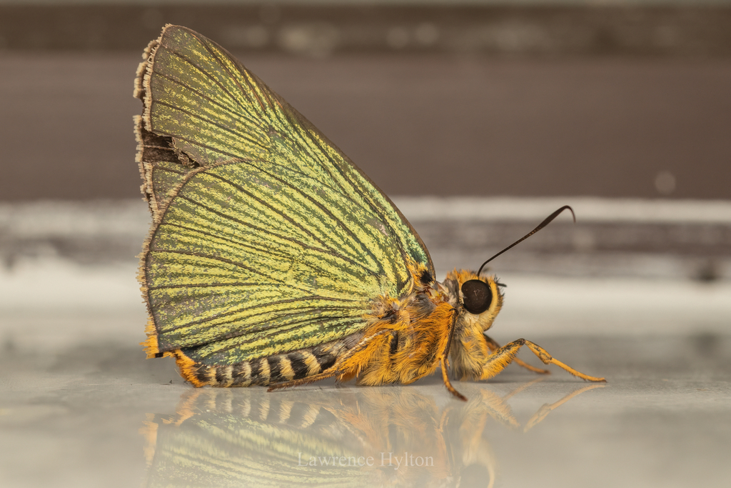 Burara miracula