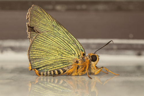 Burara miracula