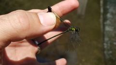 Calopteryx dimidiata