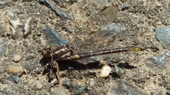 Phanogomphus