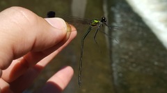Calopteryx dimidiata