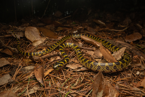 Big-tooth Snake