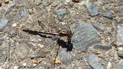 Phanogomphus