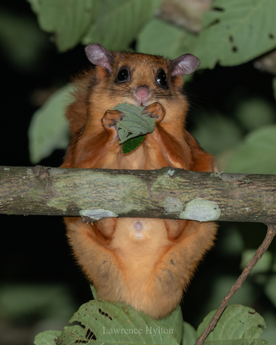 Red Giant Flying Squirrel