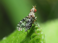 Trypetoptera punctulata