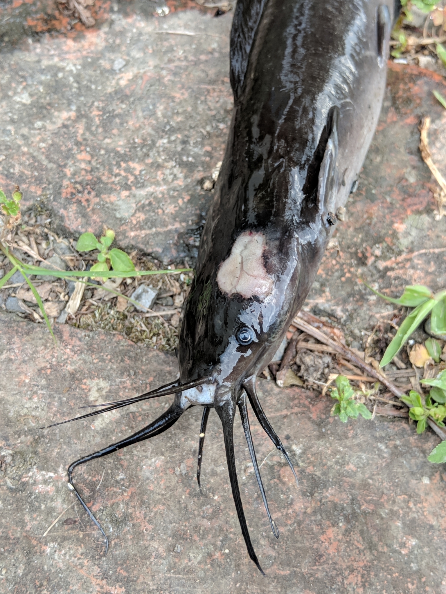 ปลาดุก, ปลาดุกด้าน, ปลาดุกน้ำจืด, aasia angersäga, albino walking fish, alimudan, ålmal, andeng, asiatisk vandrarmal, cá trèn trang, cá trê tráng, clarias catfish, climbing perch, freshwater catfish, froschwels, ikan lele, magur, walking catfish