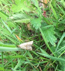 Thisanotia chrysonuchella