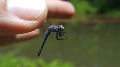 Nannothemis bella