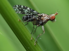 Trypetoptera punctulata