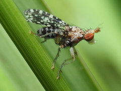 Trypetoptera punctulata