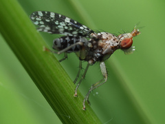 Trypetoptera punctulata