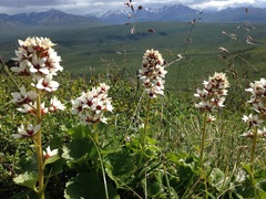 Boykinia richardsonii