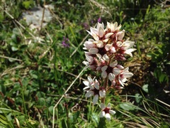 Boykinia richardsonii