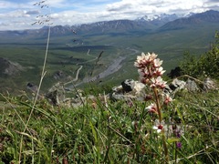 Boykinia richardsonii