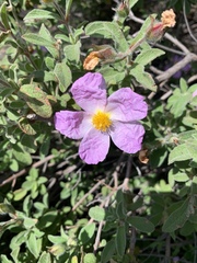 Cistus