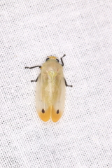 Sinopia signata