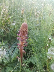 Orobanche minor