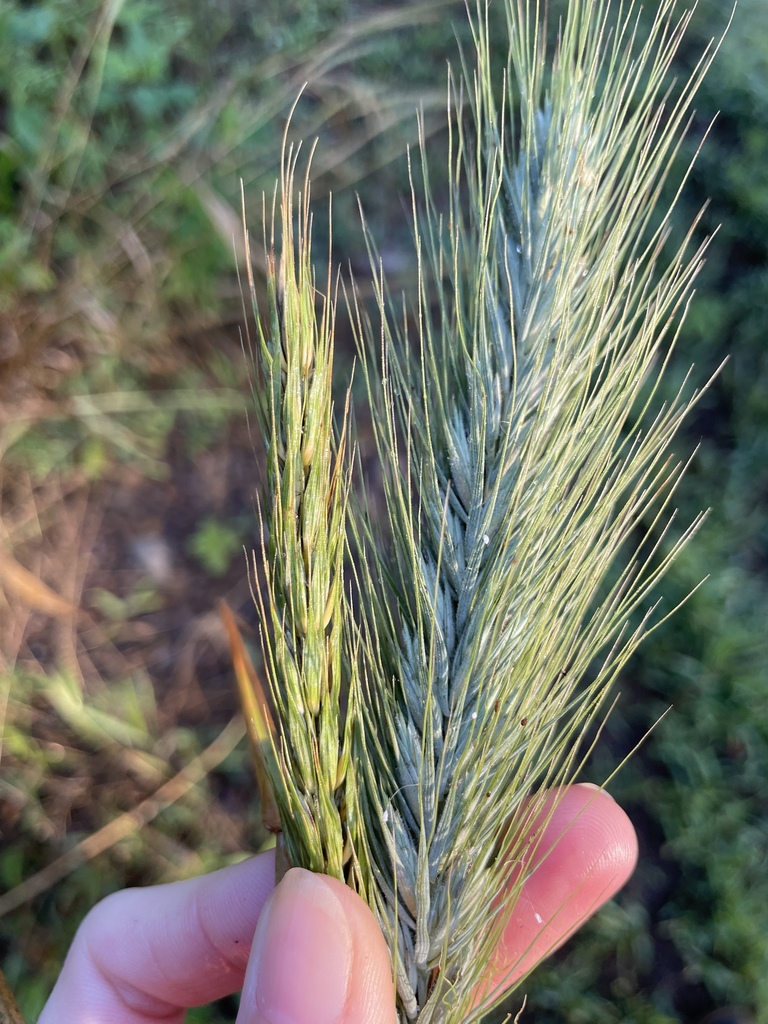 smooth-flowered wild rye from Washington County, AR, USA on July 10 ...