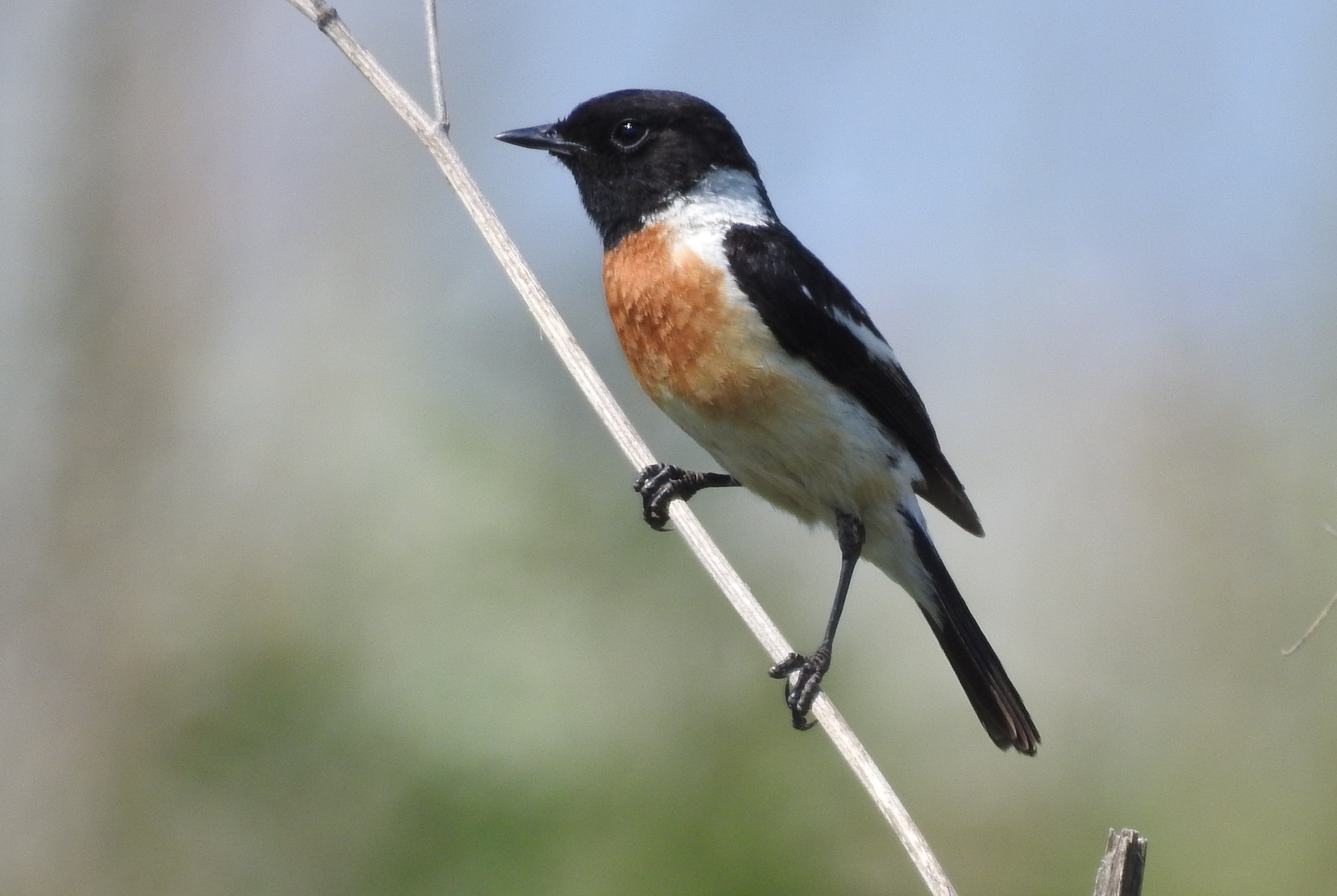 iNaturalist.org. Г. Исаков, Чебоксарский р-н Чувашия, июль 2024