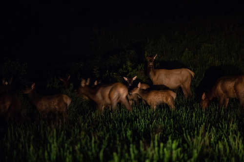 Elk photographed in Kentucky