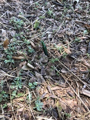 Plinthocoelium suaveolens