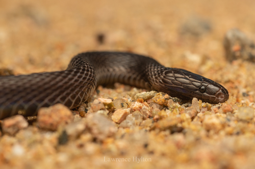 Zong's Odd-scaled Snake