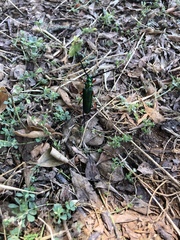 Plinthocoelium suaveolens