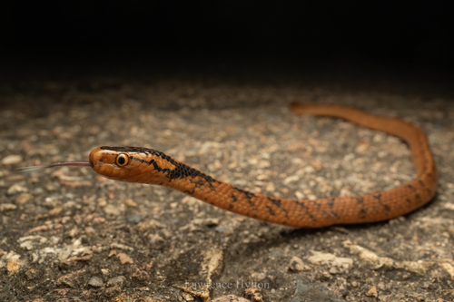 Stanley's Slug Snake