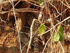 Heloderma horridum