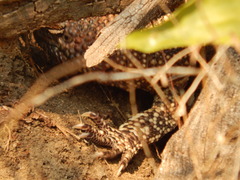 Heloderma horridum