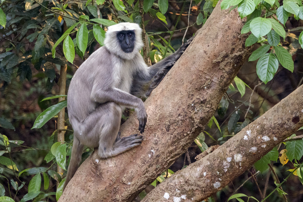 Tarai Gray Langur