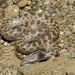 Hypsiglena jani texana - Photo 由 John Sullivan 所上傳的 (c) John Sullivan，保留部份權利CC BY-NC