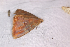 Dyomyx cimolia