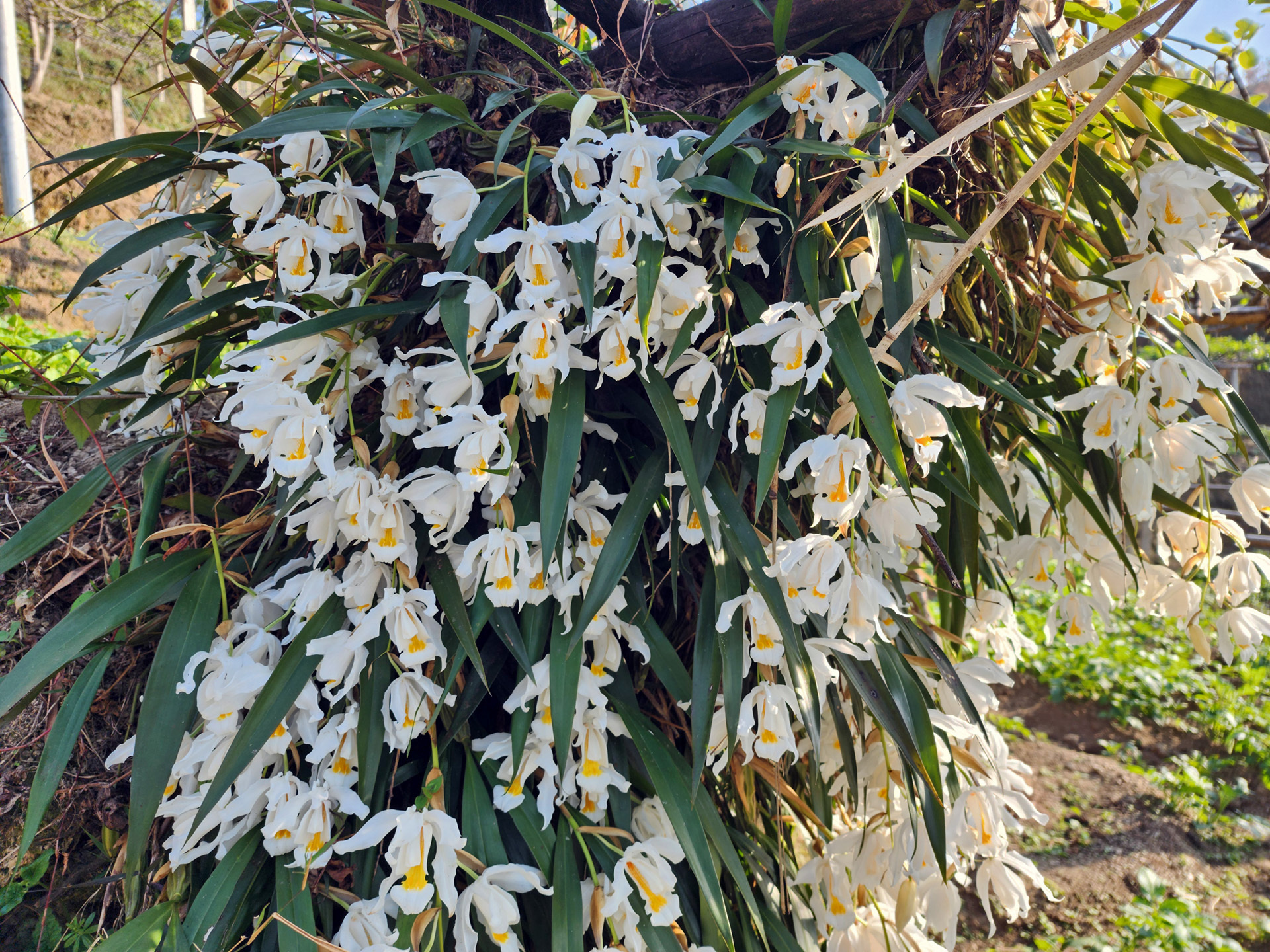Imagem de Orquídea-dama-da-noite